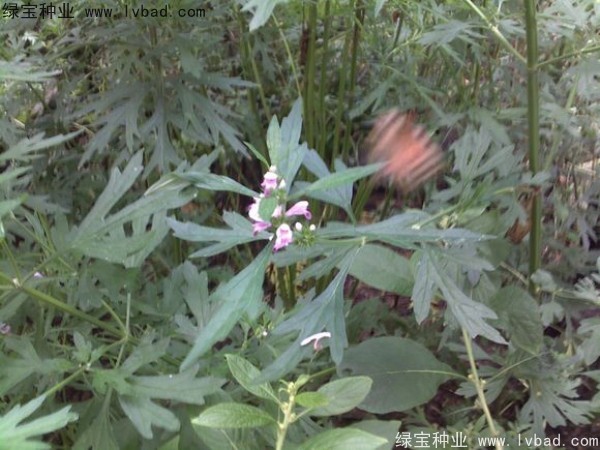 益母草<a href='https://www.lvbad.com/' target='_blank'>种子</a>