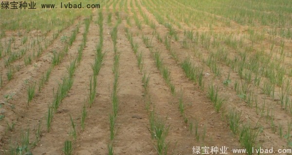 <a href='https://www.lvbad.com/yaocaizhongzi/2371.html' target='_blank'>知母种子</a>