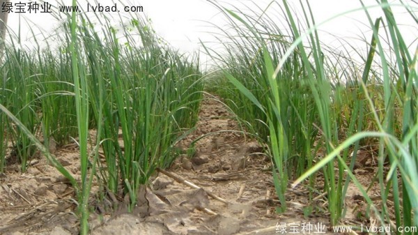 <a href='https://www.lvbad.com/yaocaizhongzi/2371.html' target='_blank'>知母种子</a>
