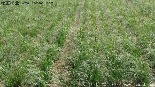 知母种子