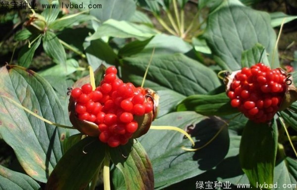 <a href='https://www.lvbad.com/yaocaizhongzi/2373.html' target='_blank'>重楼种子</a>
