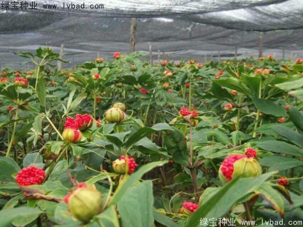 <a href='https://www.lvbad.com/yaocaizhongzi/2373.html' target='_blank'>重楼种子</a>