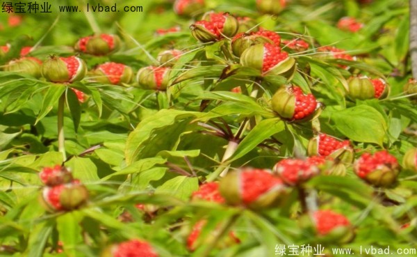 重楼<a href='https://www.lvbad.com/' target='_blank'>种子</a>