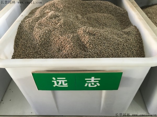 远志<a href='https://www.lvbad.com/' target='_blank'>种子</a>图片