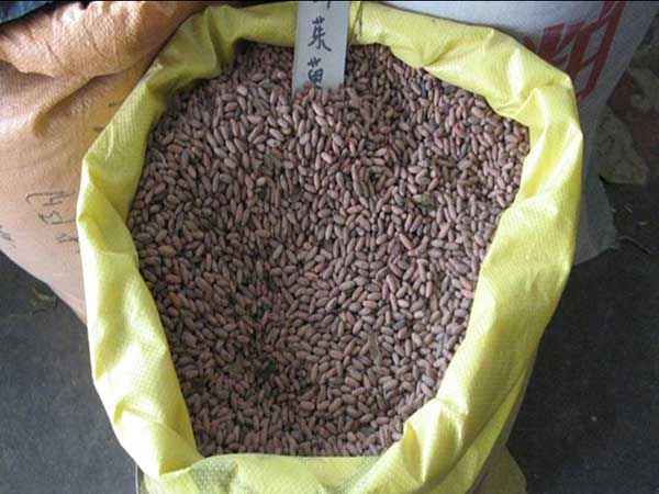 <a href='https://www.lvbad.com/yaocaizhongzi/2328.html' target='_blank'>山茱萸</a><a href='https://www.lvbad.com/' target='_blank'>种子</a>图片