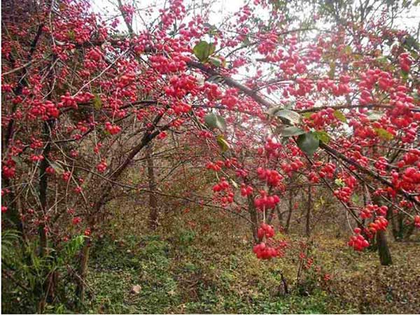 山茱萸<a href='https://www.lvbad.com/' target='_blank'>种子</a>图片