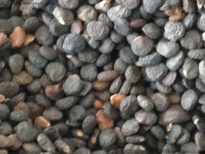 曼陀罗种子