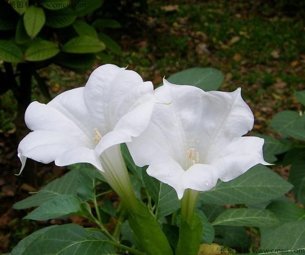 <a href='https://www.lvbad.com/yaocaizhongzi/2309.html' target='_blank'>曼陀罗种子</a>发芽出苗开花图片