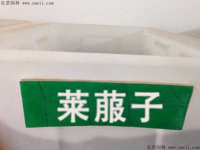 莱菔子种子
