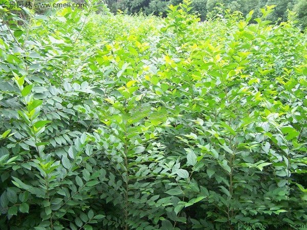 沙朴<a href='https://www.lvbad.com/' target='_blank'>种子</a>发芽出苗图片