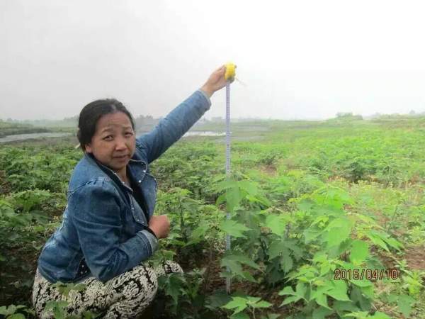 <a href='https://www.lvbad.com/linmuzhongzi/1714.html' target='_blank'>构树种子</a>发芽出苗图片