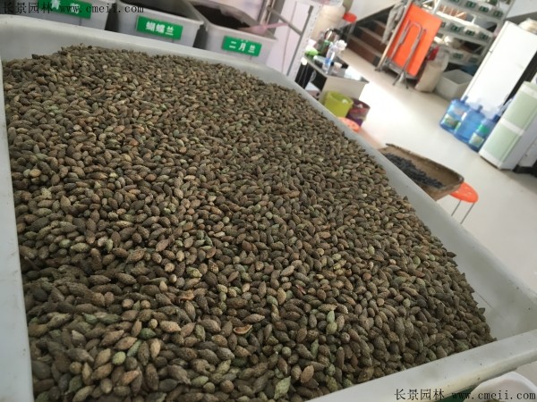 <a href='https://www.lvbad.com/linmuzhongzi/2202.html' target='_blank'>鸡冠刺桐种子</a>图片