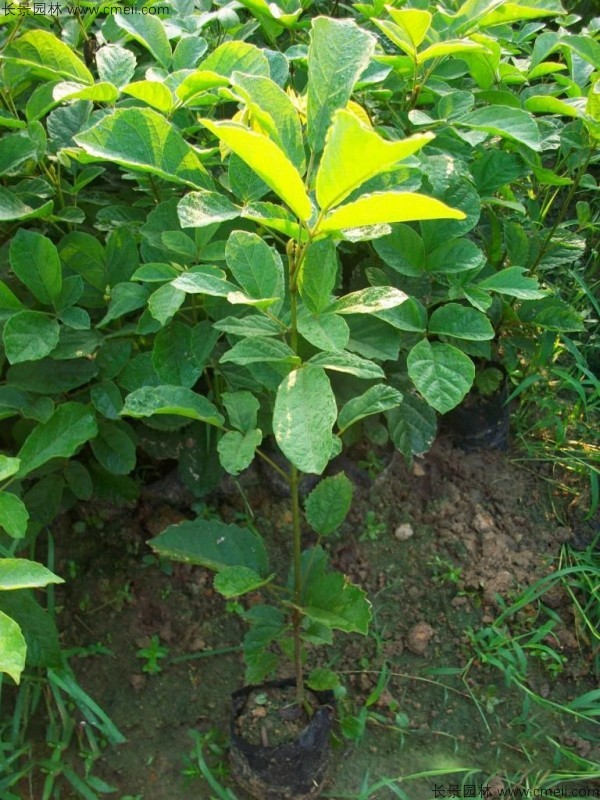 <a href='https://www.lvbad.com/linmuzhongzi/1796.html' target='_blank'>红花风铃木种子</a>发芽出苗图片