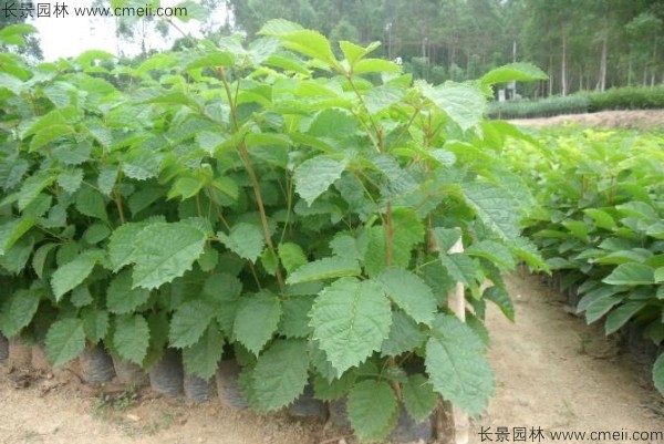 <a href='https://www.lvbad.com/yaocaizhongzi/2335.html' target='_blank'>红花</a>风铃木<a href='https://www.lvbad.com/' target='_blank'>种子</a>发芽出苗图片