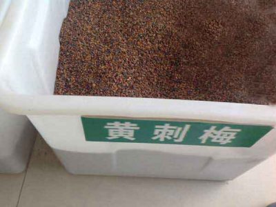 黄刺玫种子