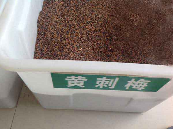 <a href='https://www.lvbad.com/linmuzhongzi/1709.html' target='_blank'>黄刺玫种子</a>图片