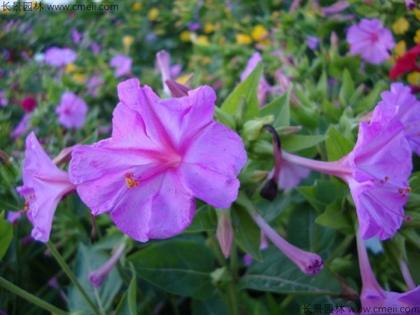 <a href='https://www.lvbad.com/caohuazhongzi/1648.html' target='_blank'>野茉莉种子</a>发芽出苗开花图片