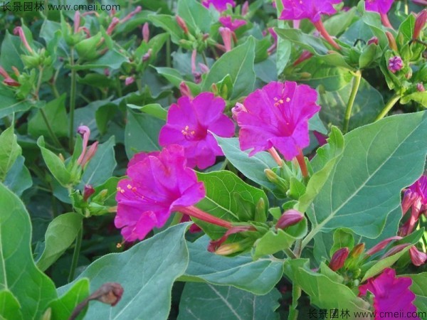 <a href='https://www.lvbad.com/caohuazhongzi/1648.html' target='_blank'>野茉莉</a><a href='https://www.lvbad.com/' target='_blank'>种子</a>发芽出苗开花图片