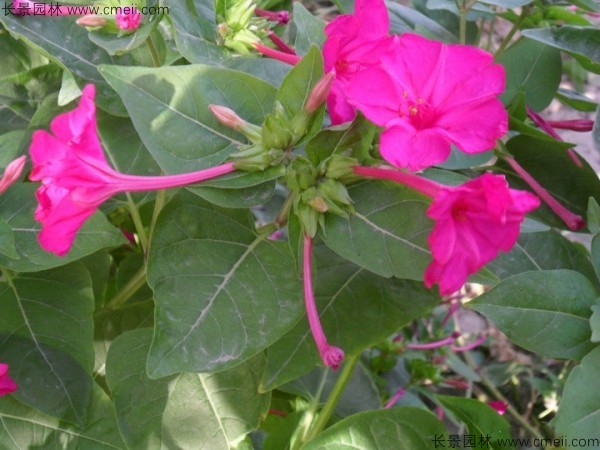 野茉莉<a href='https://www.lvbad.com/' target='_blank'>种子</a>发芽出苗开花图片