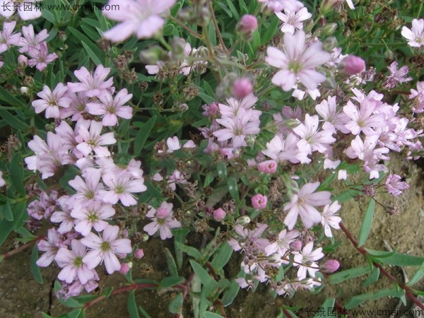 霞草<a href='https://www.lvbad.com/' target='_blank'>种子</a>发芽出苗开花图片