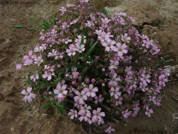 霞草<a href='https://www.lvbad.com/' target='_blank'>种子</a>发芽出苗开花图片