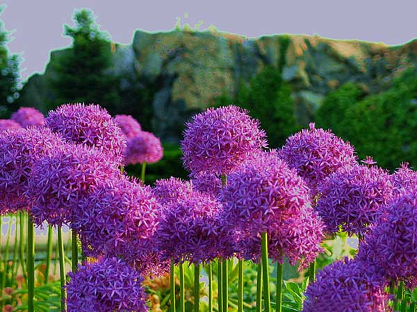 大绒球<a href='https://www.lvbad.com/' target='_blank'>种子</a>发芽出苗开花图片