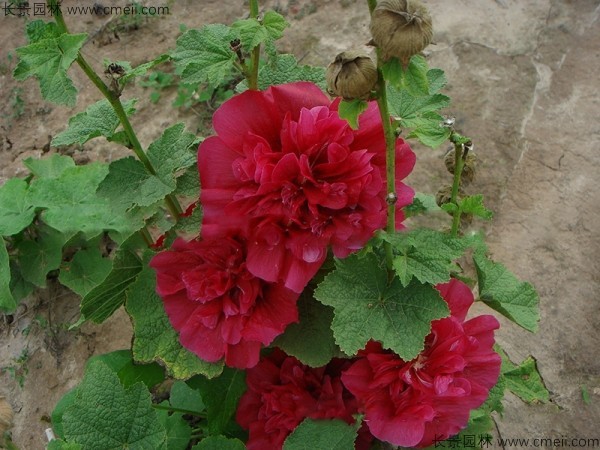 <a href='https://www.lvbad.com/caohuazhongzi/1593.html' target='_blank'>马络葵种子</a>发芽出苗开花图片