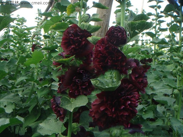 <a href='https://www.lvbad.com/caohuazhongzi/1593.html' target='_blank'>马络葵种子</a>发芽出苗开花图片