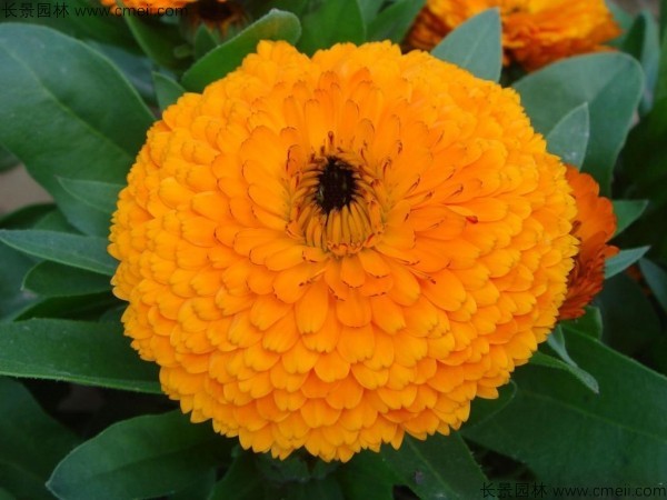 <a href='https://www.lvbad.com/caohuazhongzi/1070.html' target='_blank'>黄金菊种子</a>发芽出苗开花图片