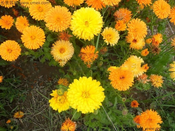 <a href='https://www.lvbad.com/caohuazhongzi/1070.html' target='_blank'>黄金菊种子</a>发芽出苗开花图片