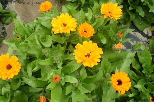 黄金菊<a href='https://www.lvbad.com/' target='_blank'>种子</a>发芽出苗开花图片