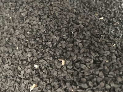  大花葱种子