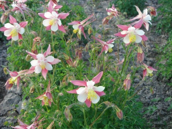 <a href='https://www.lvbad.com/caohuazhongzi/1036.html' target='_blank'>大花耧斗菜种子</a>发芽出苗开花图片