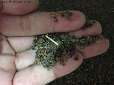 艾草种子