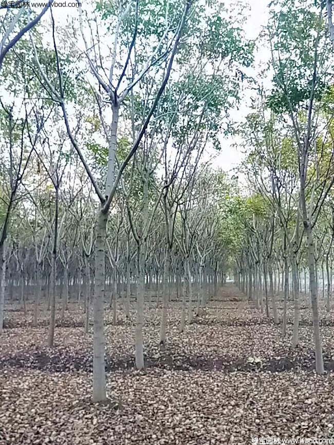 10公分11公分12公分栾树种植基地