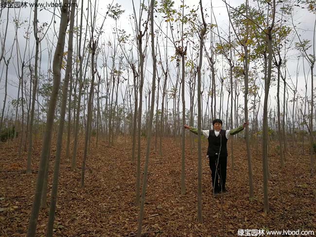 5公分6公分7公分8公分<a href='https://www.lvbad.com/linmuzhongzi/1710.html' target='_blank'>栾树</a>种植基地