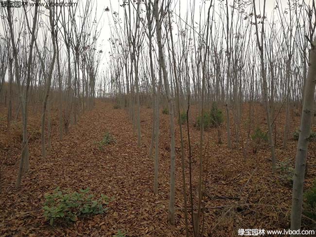 江苏沭阳<a href='https://www.lvbad.com/linmuzhongzi/1745.html' target='_blank'>黄山栾树</a>种植基地