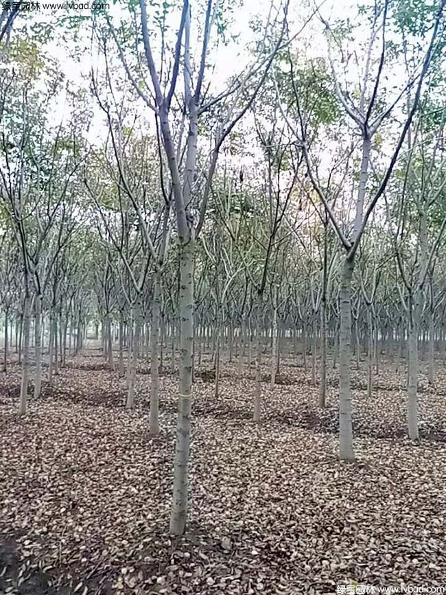 13公分14公分15公分栾树种植基地