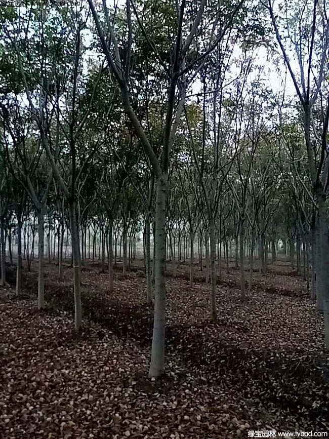 10公分11公分12公分栾树种植基地