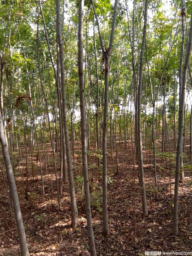 8公分9公分10公分栾树种植基地