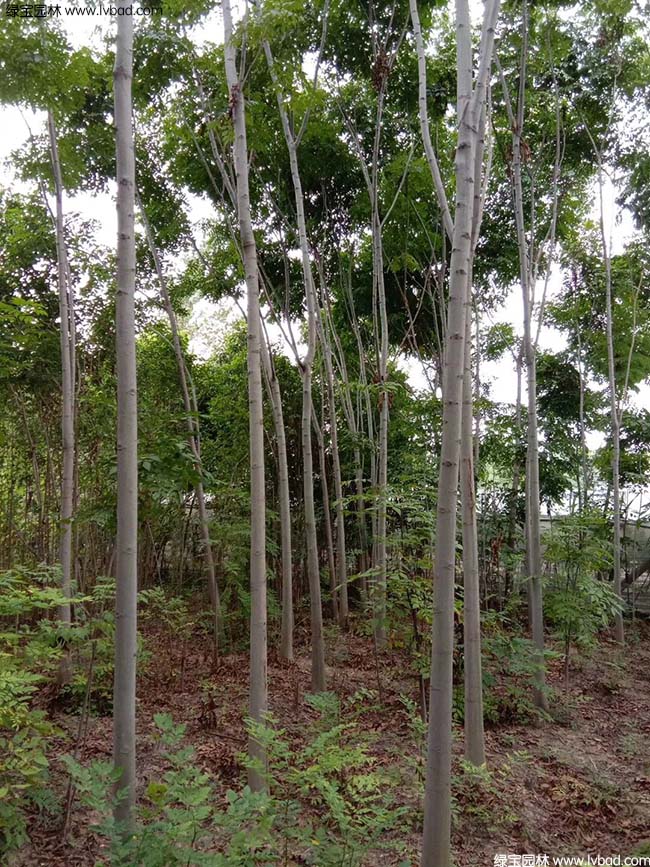 8公分9公分10公分栾树种植基地