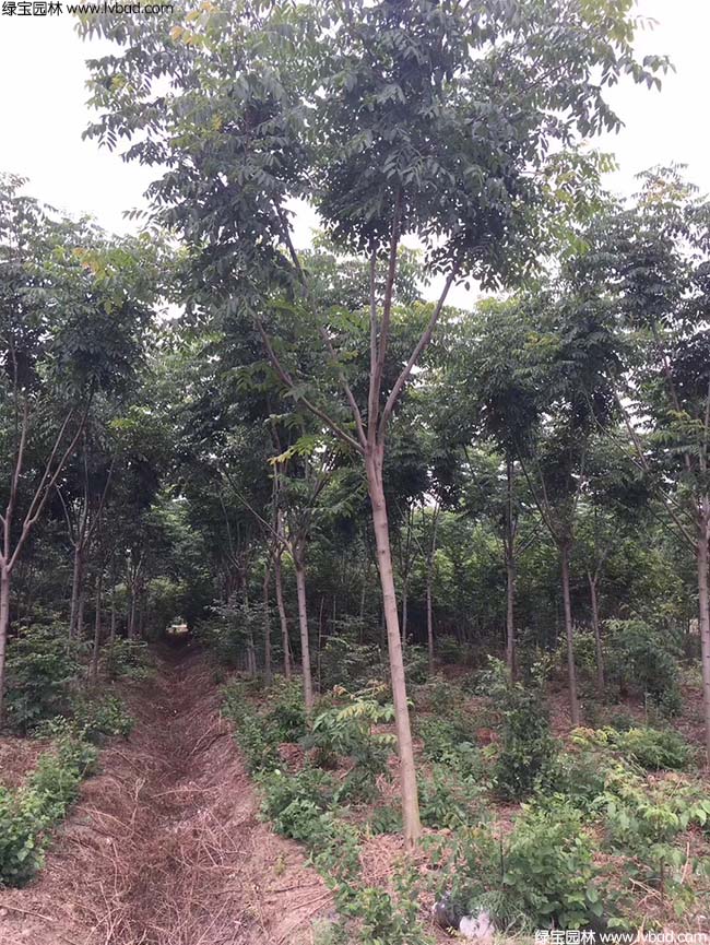 13公分14公分15公分栾树种植基地