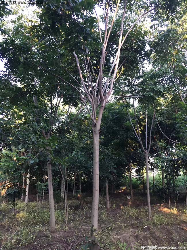 13公分14公分15公分栾树种植基地