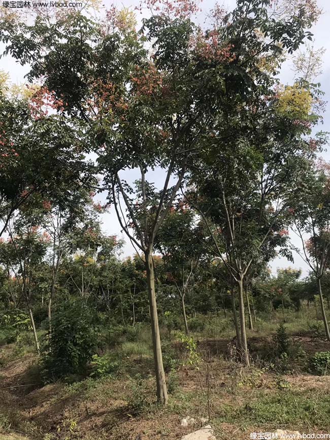 13公分14公分15公分栾树种植基地