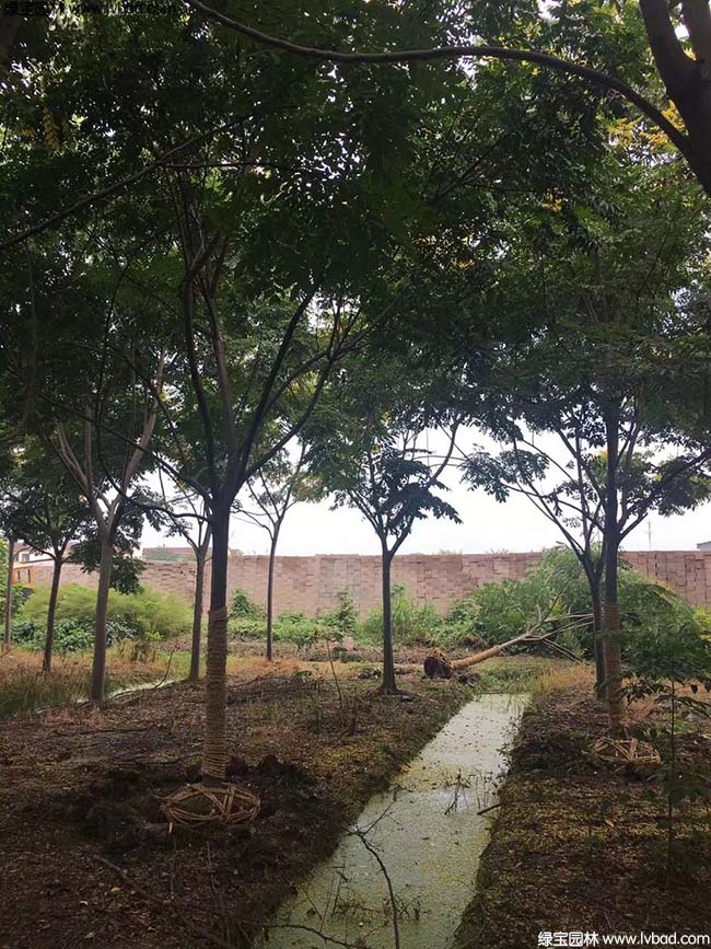 16公分18公分20公分栾树种植基地