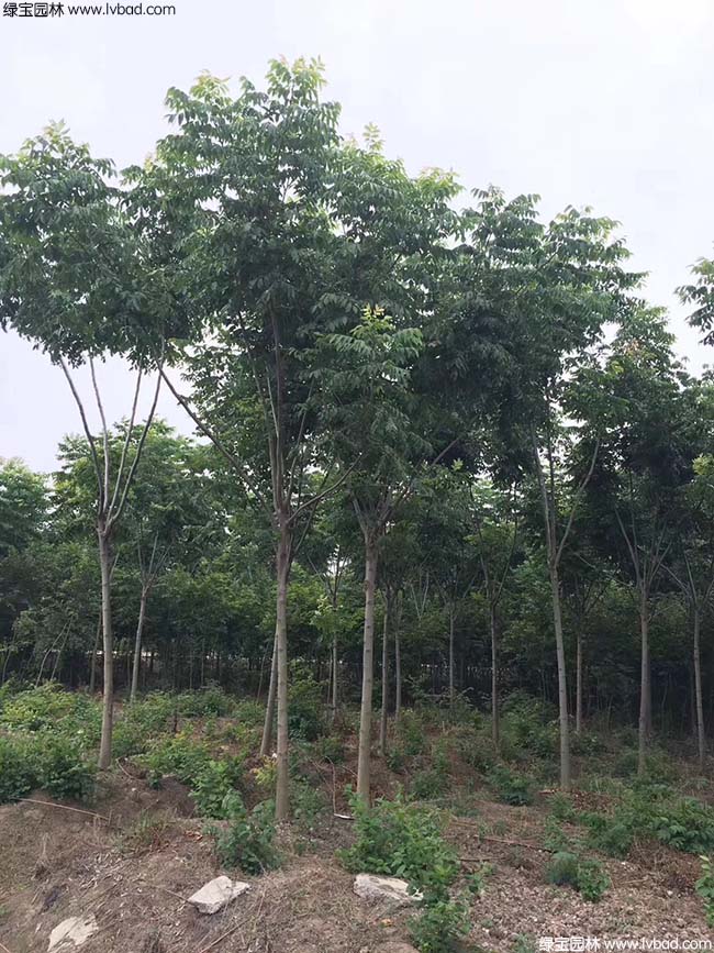 8公分栾树种植基地
