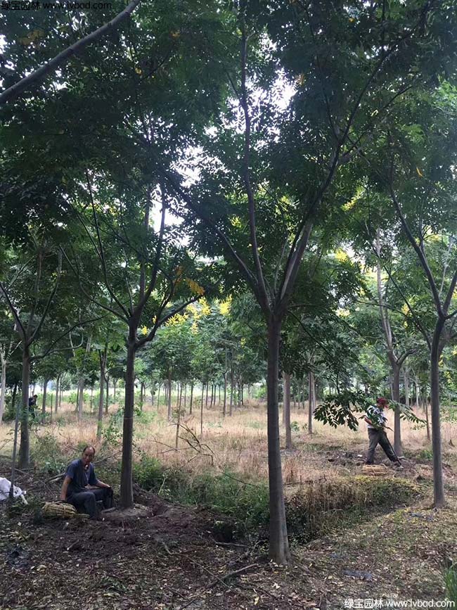 16公分18公分20公分栾树种植基地