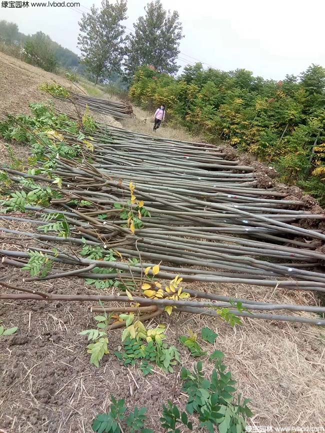 栾树种植基地实拍图片
