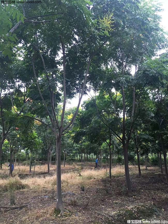 16公分18公分20公分栾树种植基地