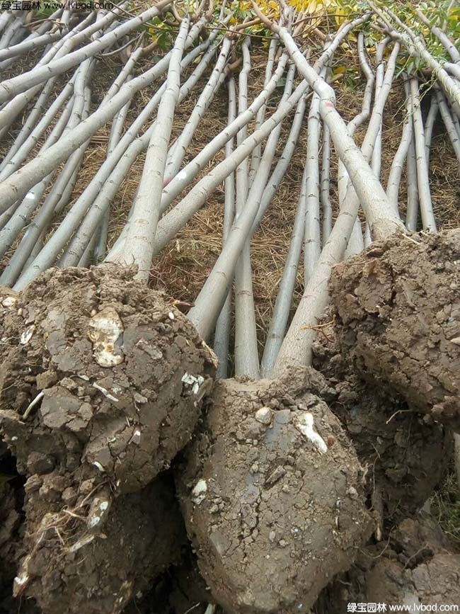 栾树种植基地实拍图片